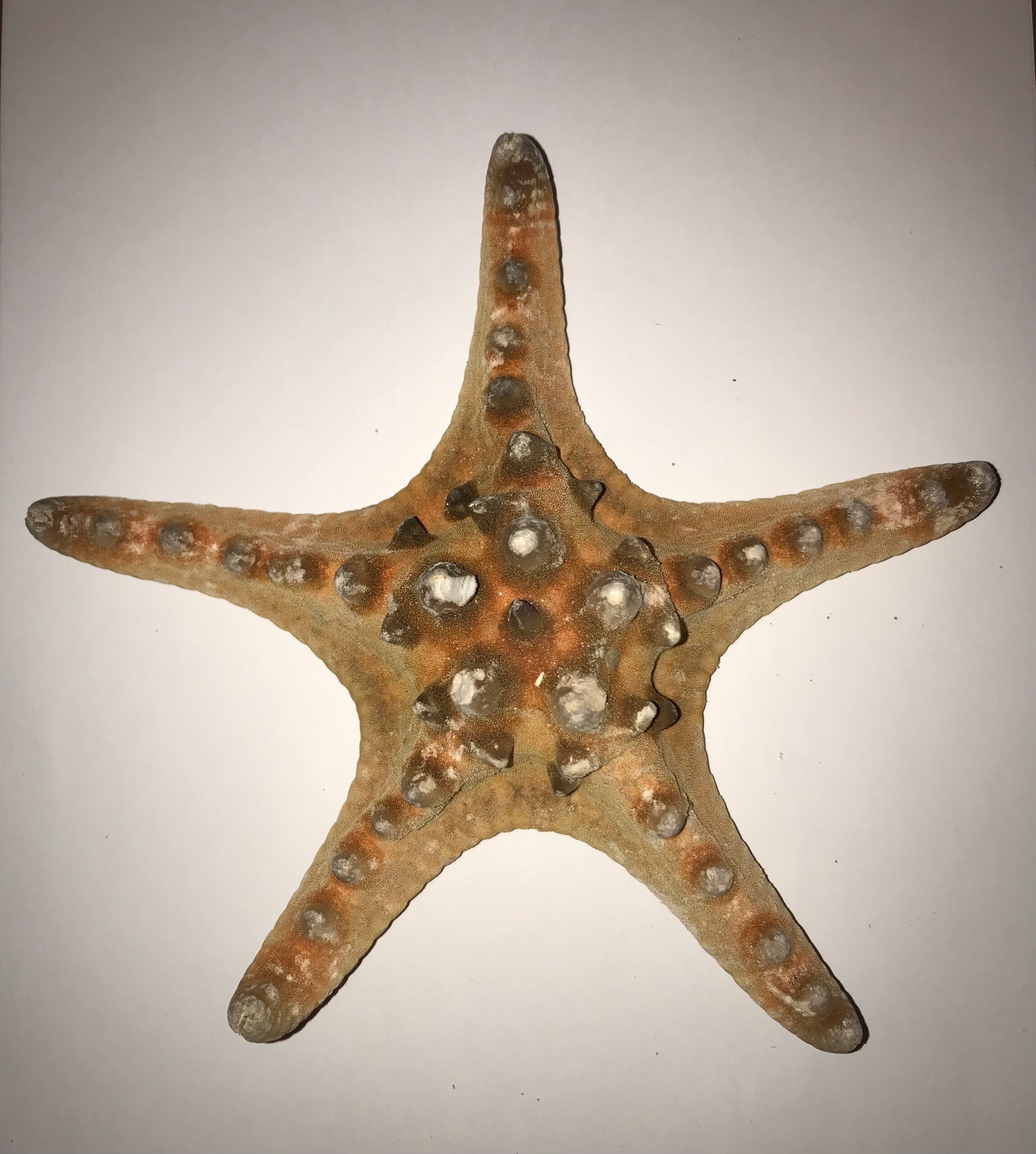 The Dida stella marina naturale grande 15-18 cm tesori