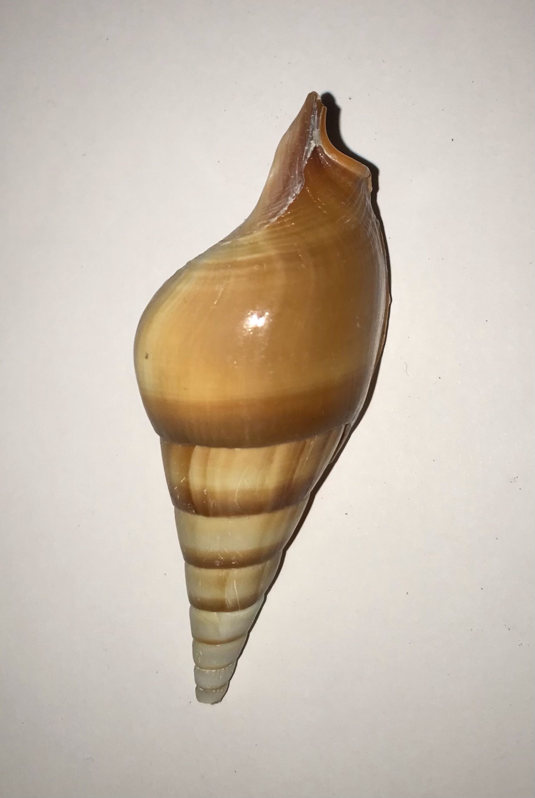 Conchiglia naturale rossa Eluthani tesoro 5-11 cm