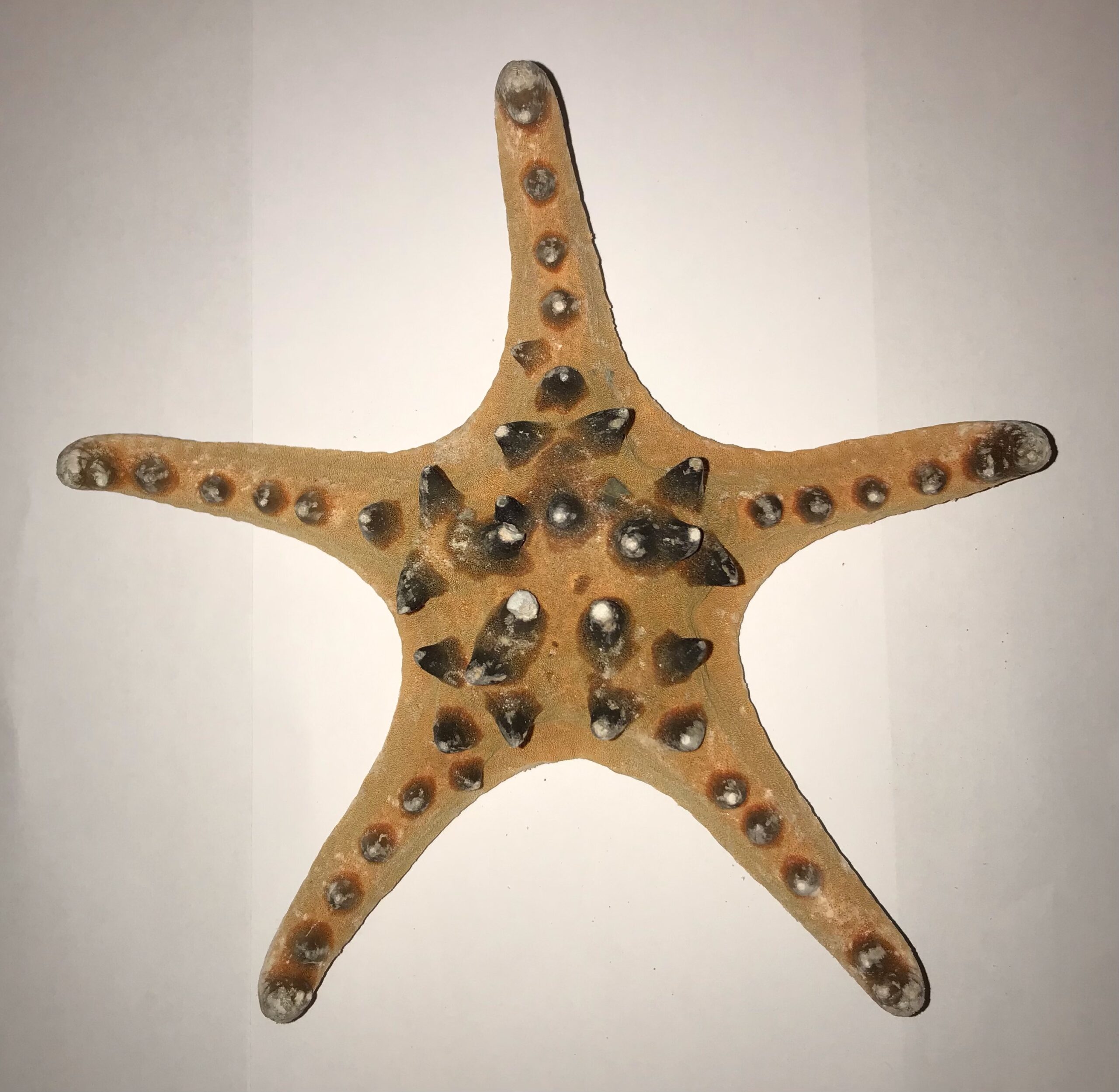 The Dida stella marina naturale grande 15-18 cm tesori