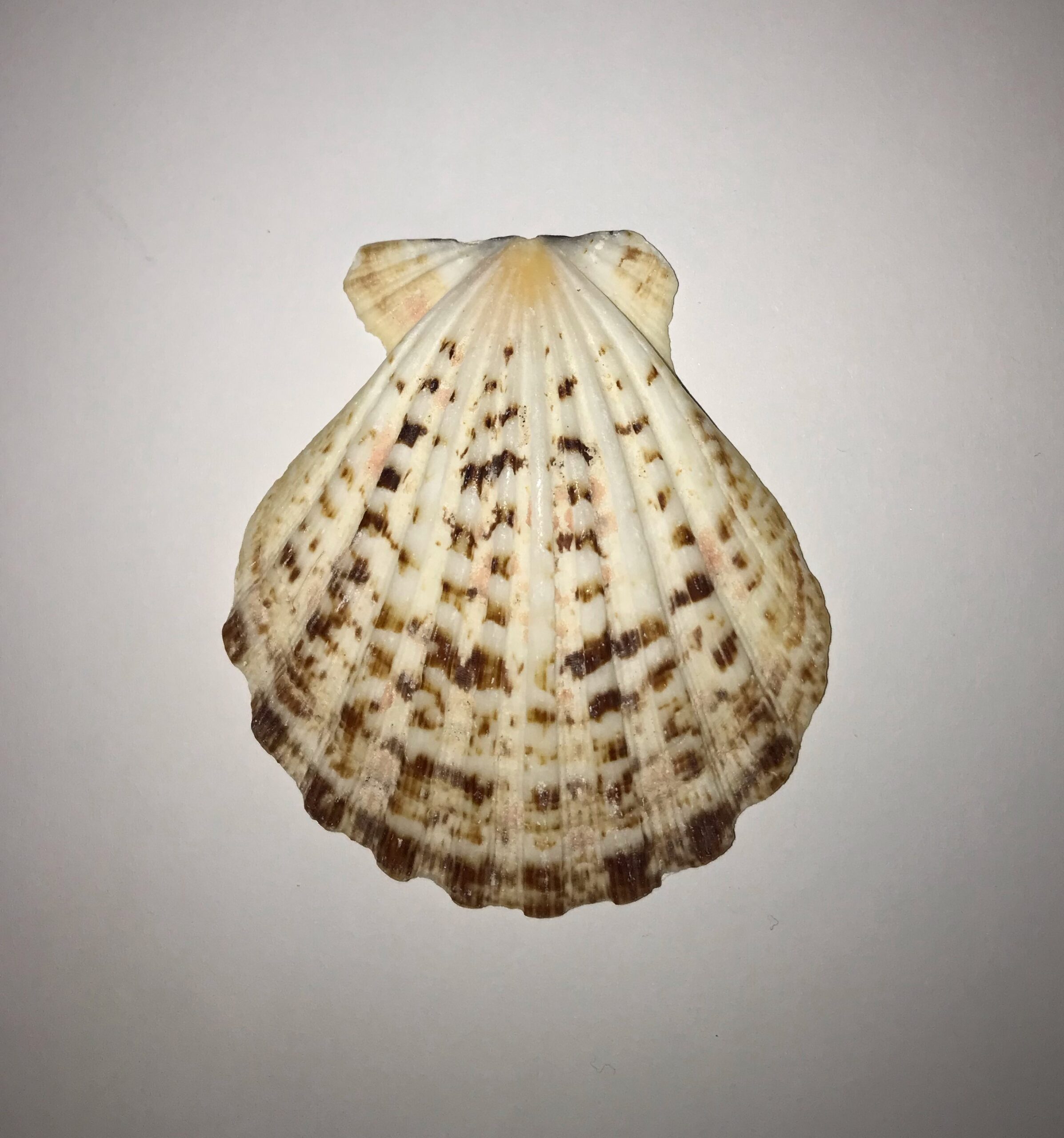 The Dida Conchiglia Capasanta Naturale 5-7 cm