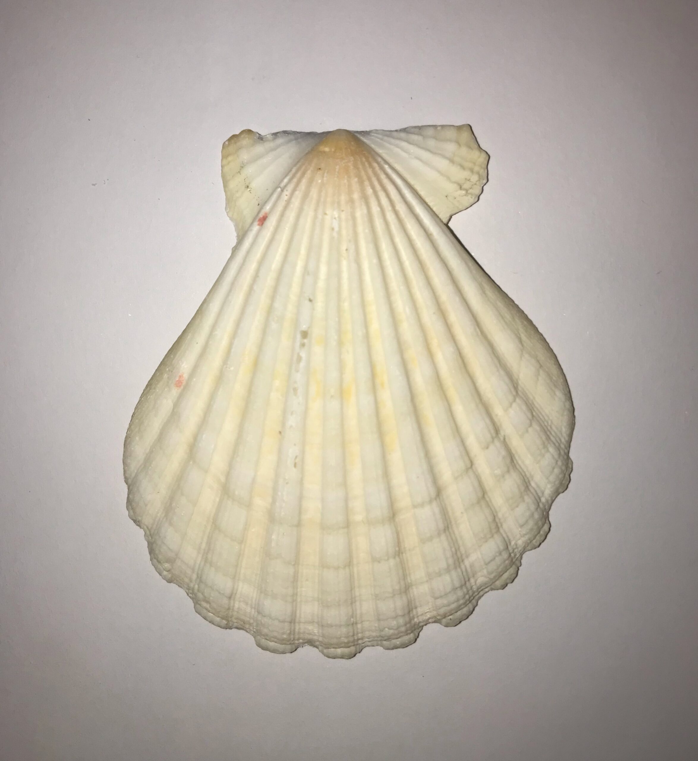 The Dida Conchiglia Capasanta Naturale 5-7 cm