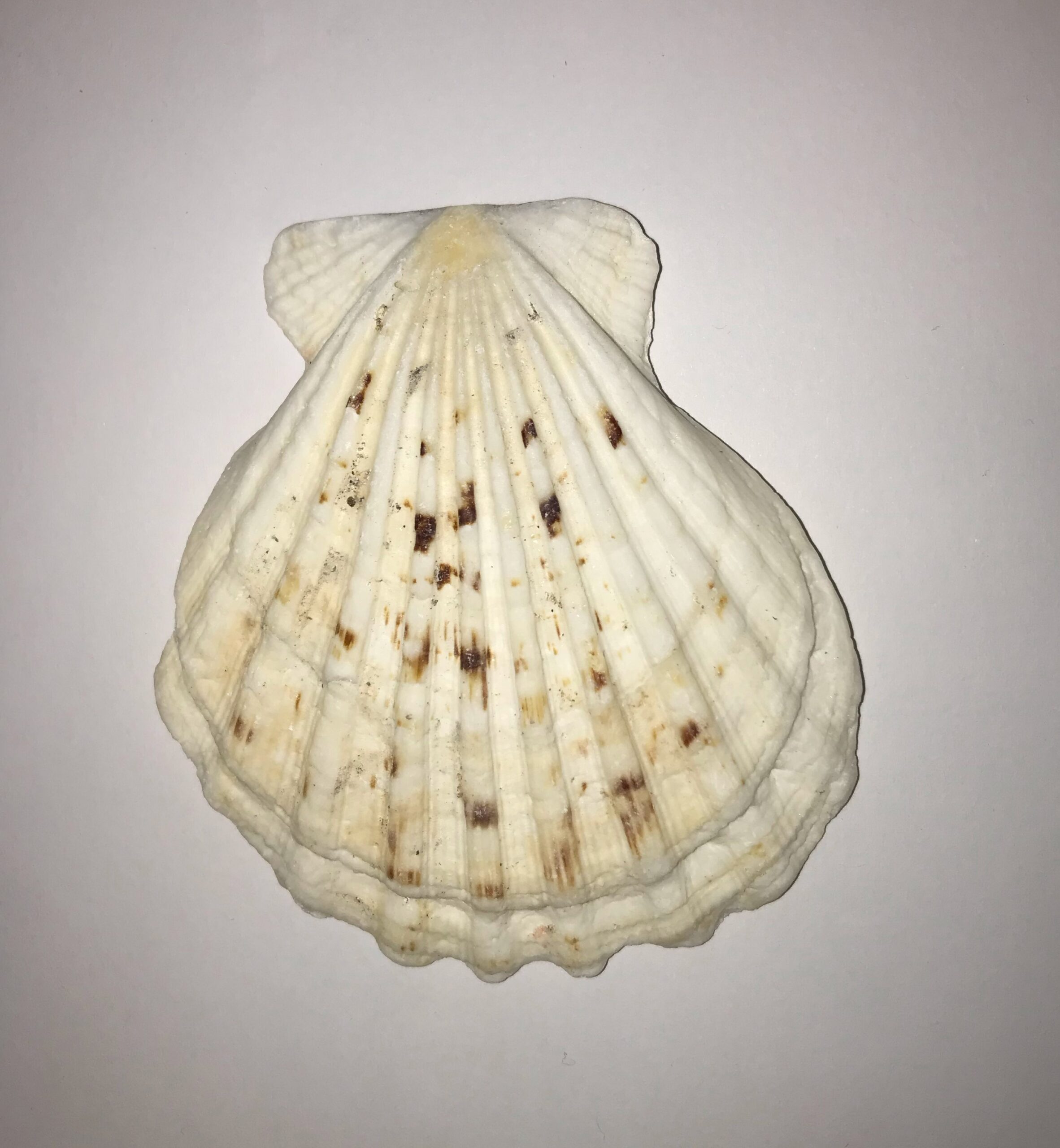 The Dida Conchiglia Capasanta Naturale 5-7 cm