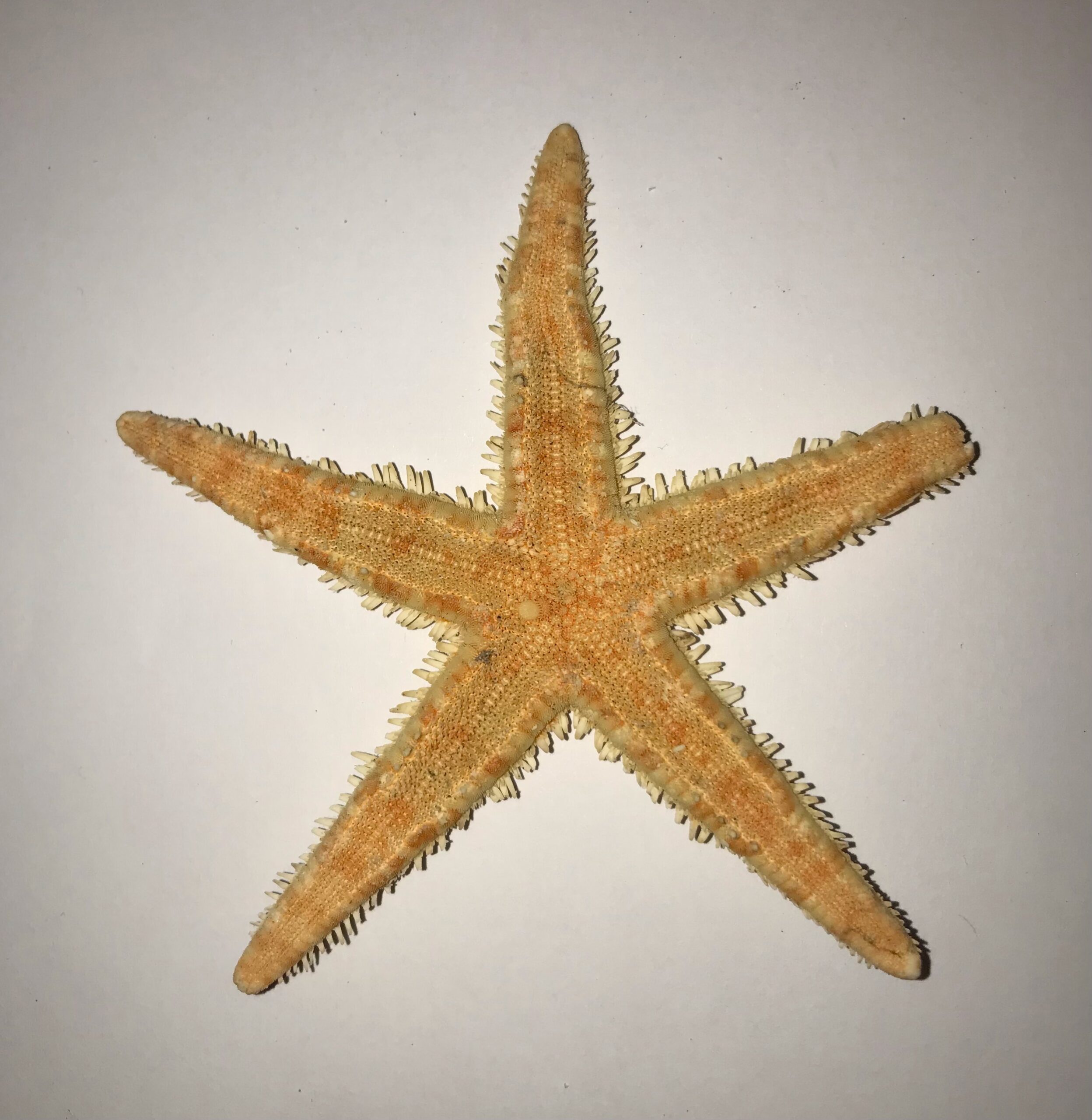 The Dida Estrella Roja stella marina rossa 5-7 cm 2 pz
