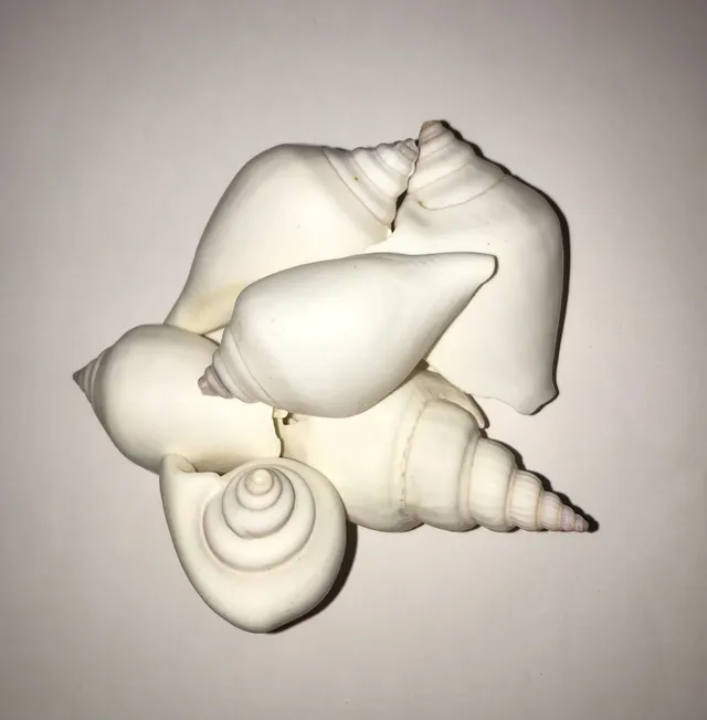 The Dida Canarium White conchiglia naturale 5-6 cm