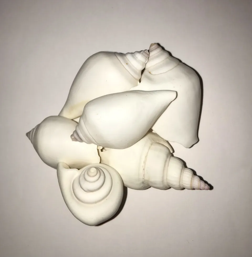 The Dida Canarium White conchiglia naturale 5-6 cm