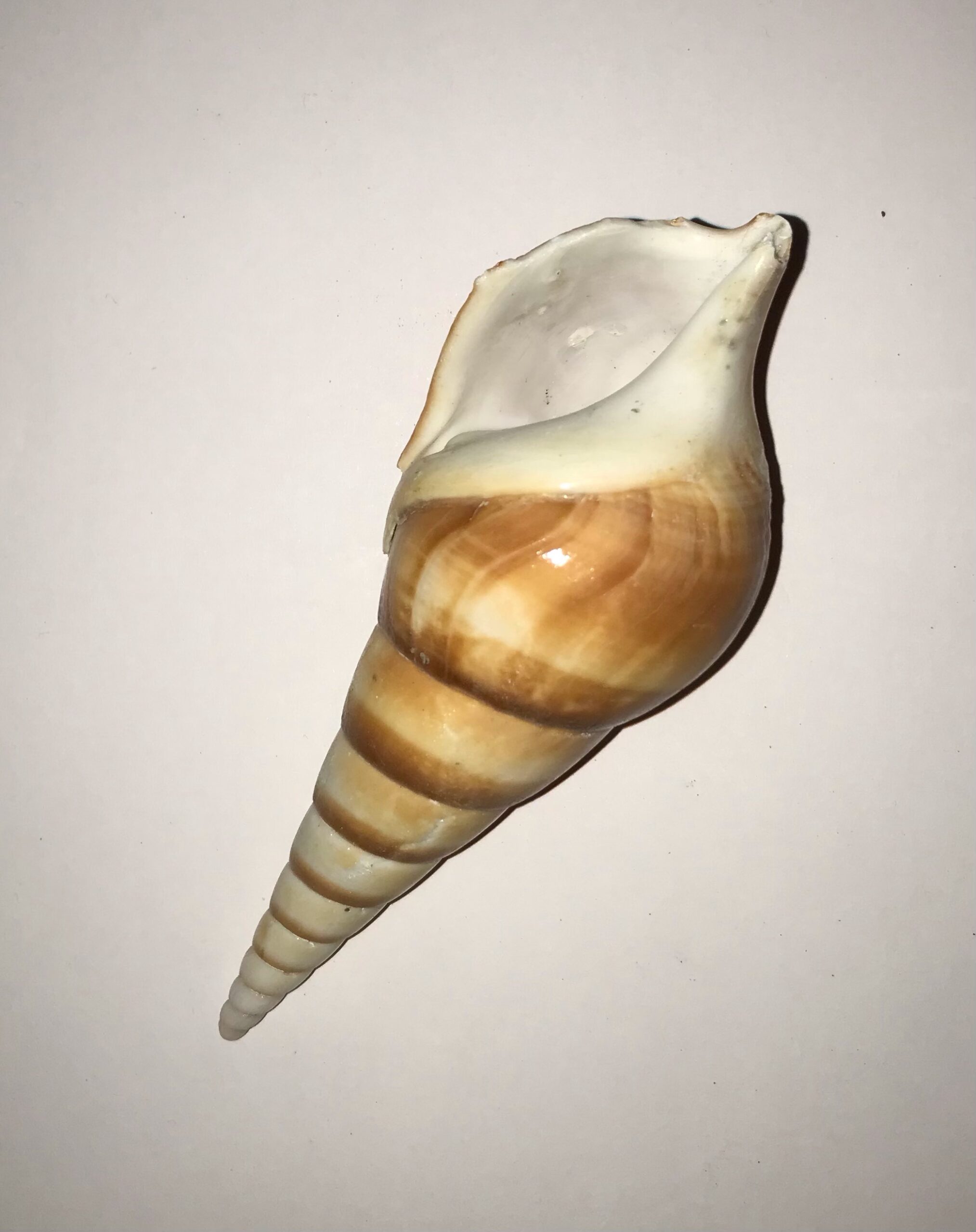 Conchiglia naturale rossa Eluthani tesoro 5-11 cm