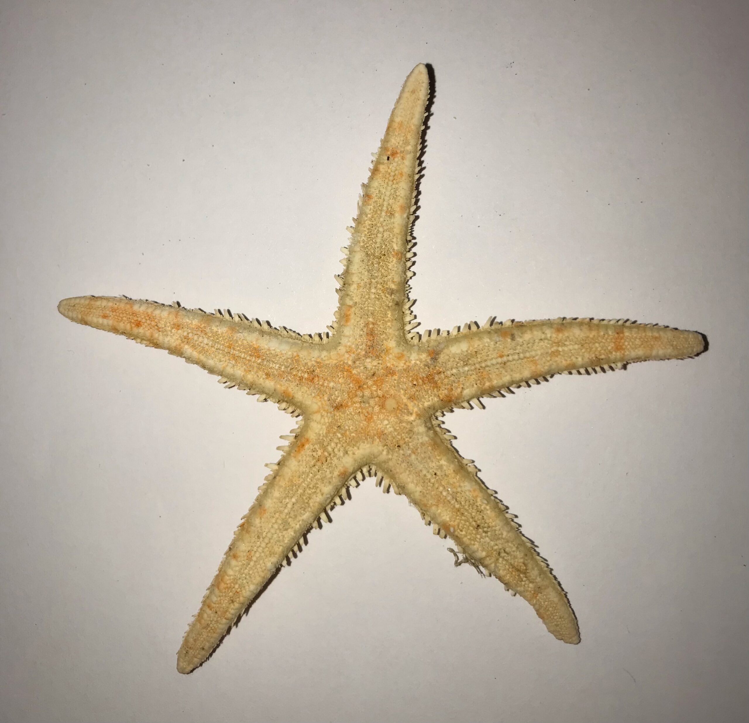 The Dida Estrella Roja stella marina rossa 5-7 cm 2 pz