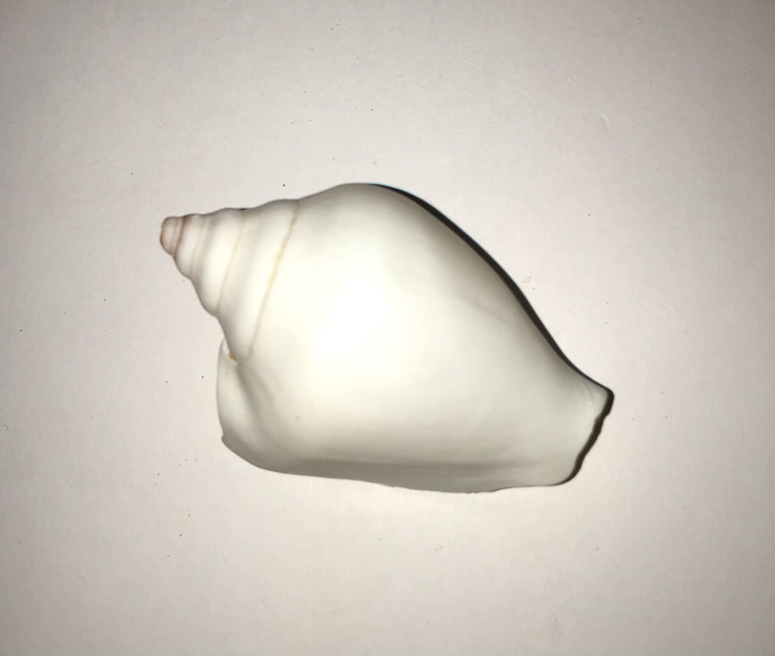 The Dida Canarium White conchiglia naturale 5-6 cm