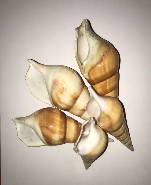 Conchiglia naturale rossa Eluthani tesoro 5-11 cm