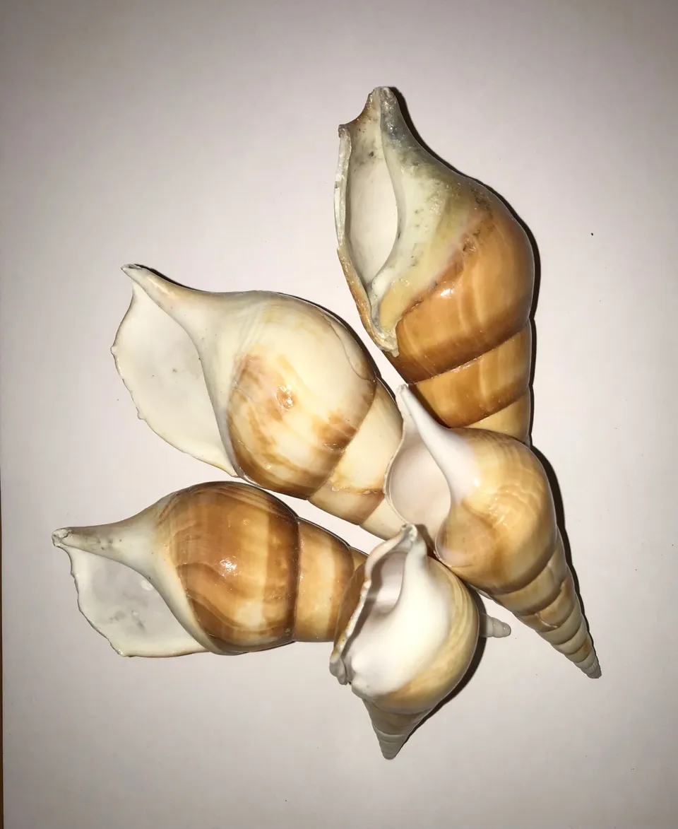 Conchiglia naturale rossa Eluthani tesoro 5-11 cm