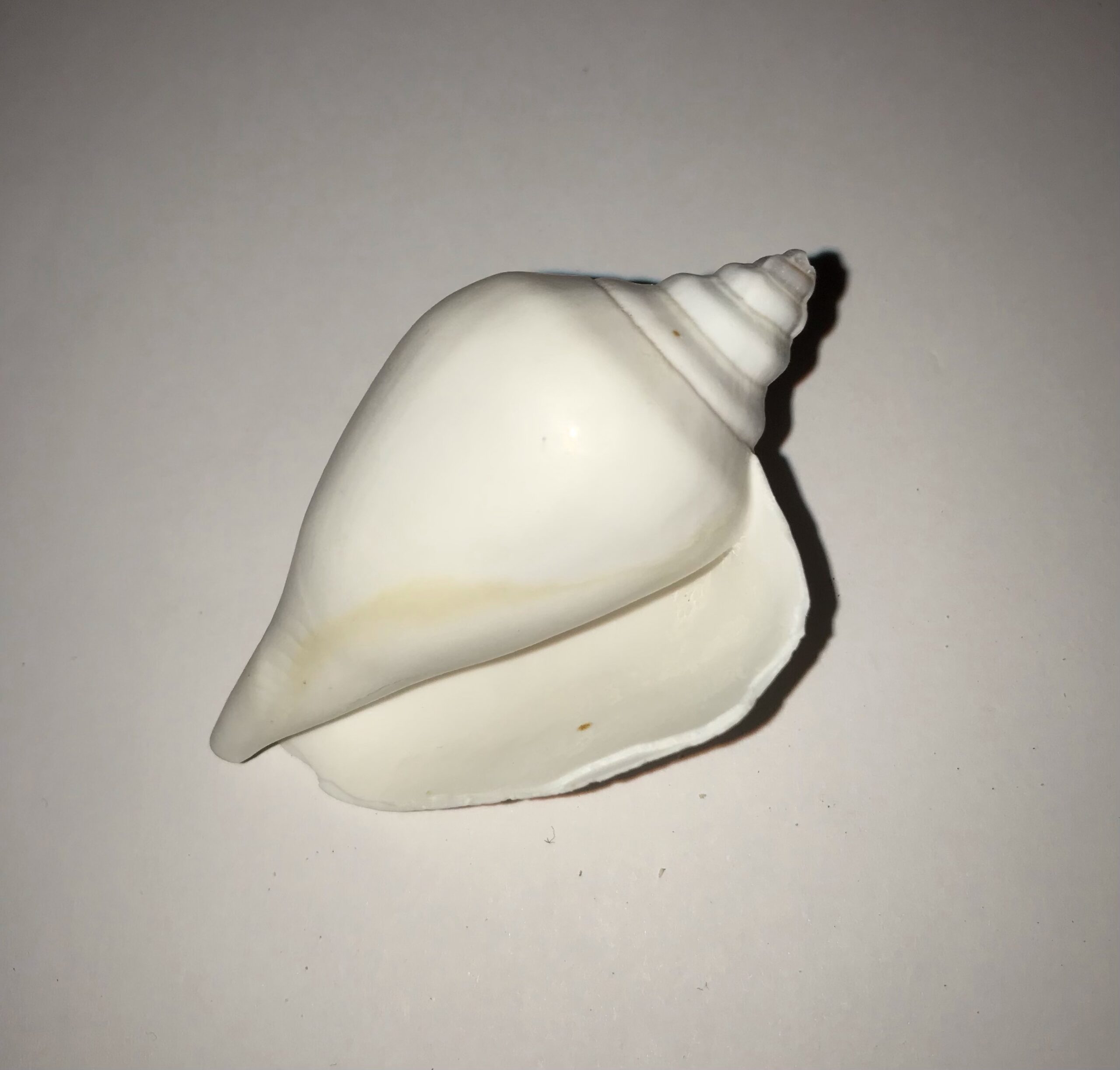 The Dida Canarium White conchiglia naturale 5-6 cm