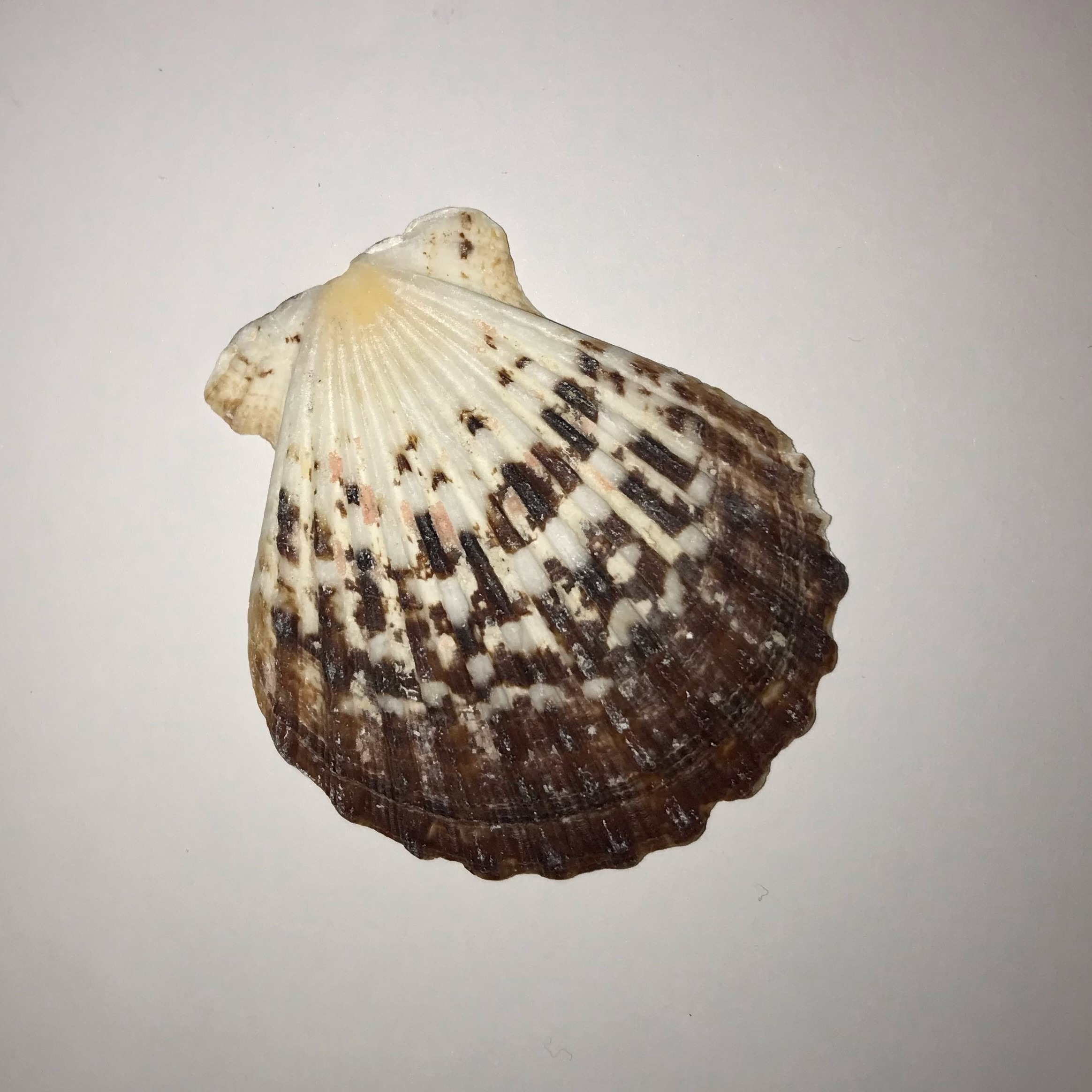 The Dida Conchiglia Capasanta Naturale 5-7 cm