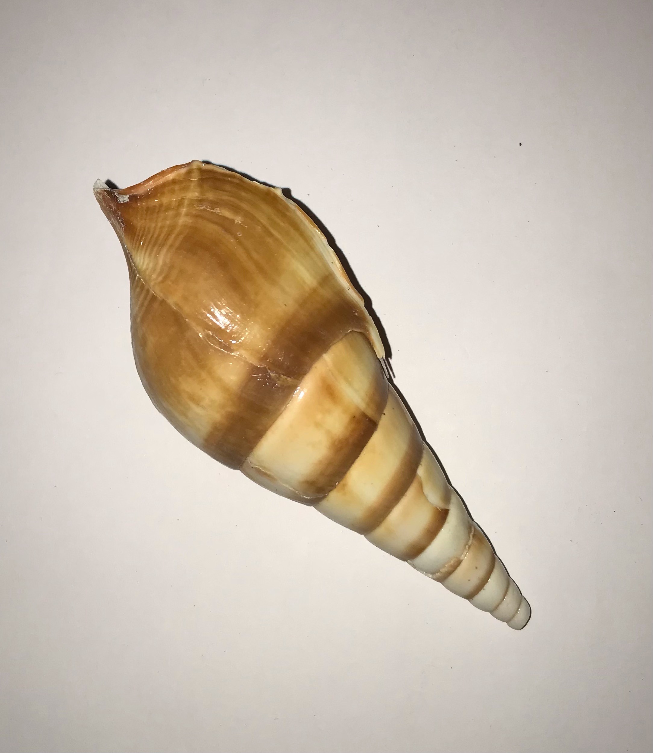 Conchiglia naturale rossa Eluthani tesoro 5-11 cm