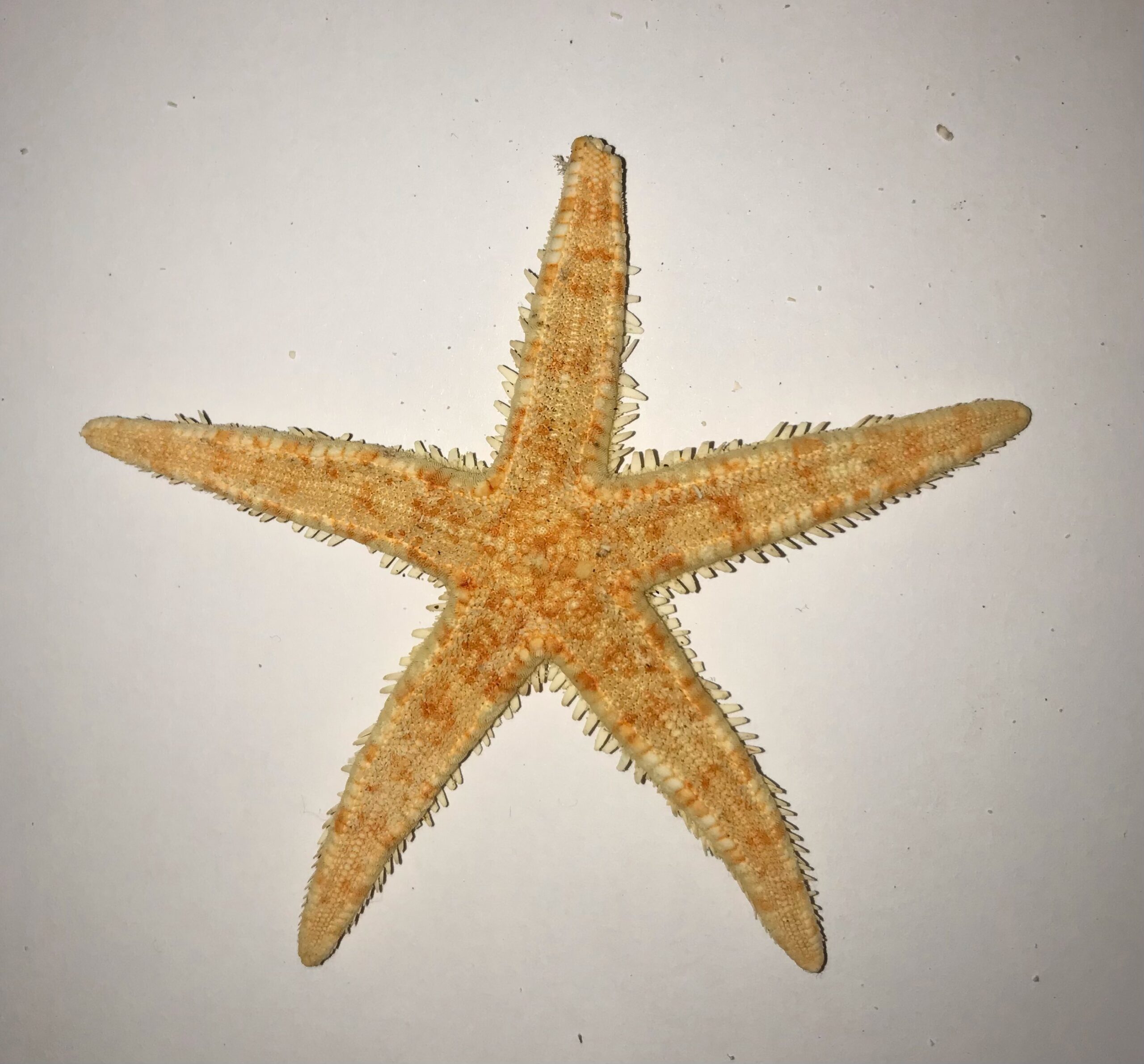 The Dida Estrella Roja stella marina rossa 5-7 cm 2 pz