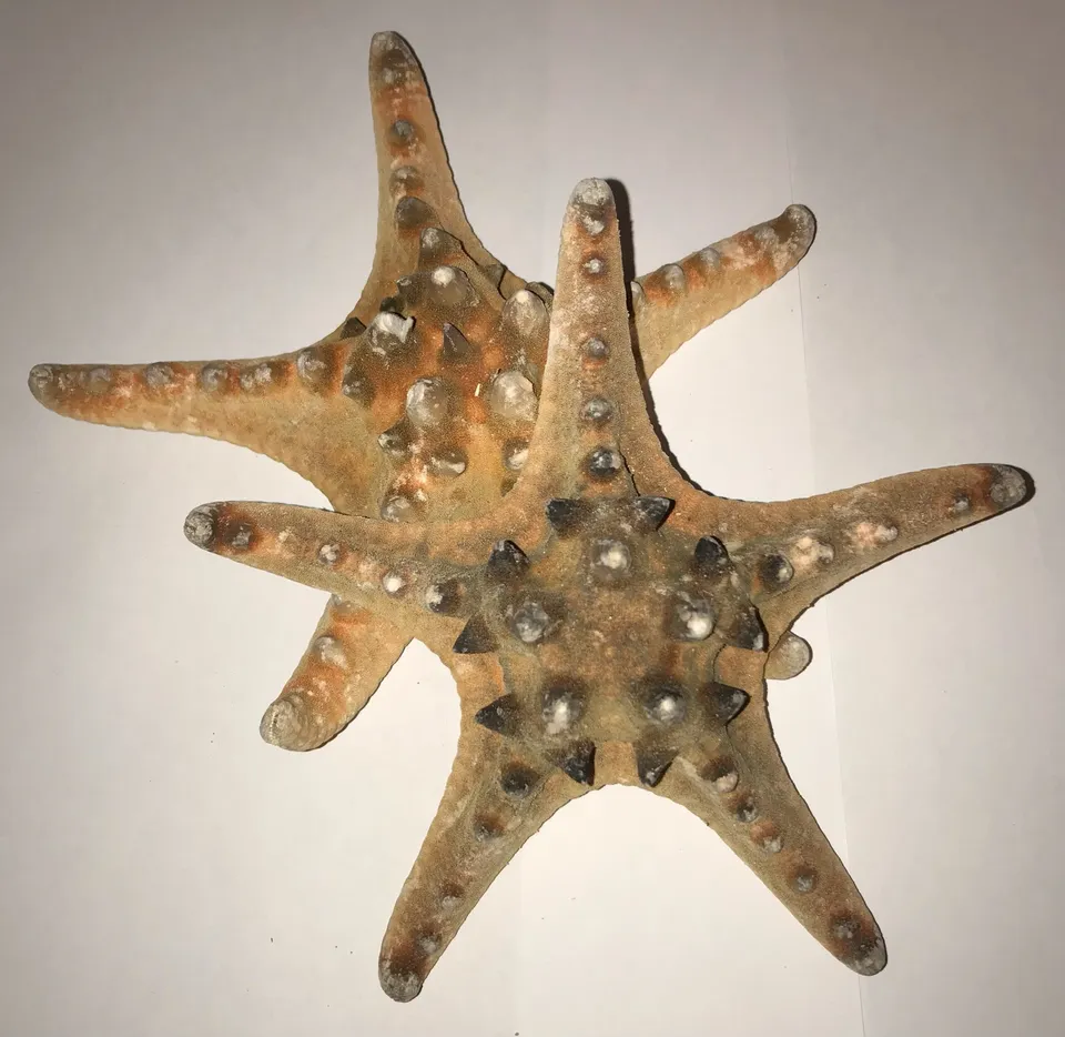 The Dida stella marina naturale grande 15-18 cm tesori