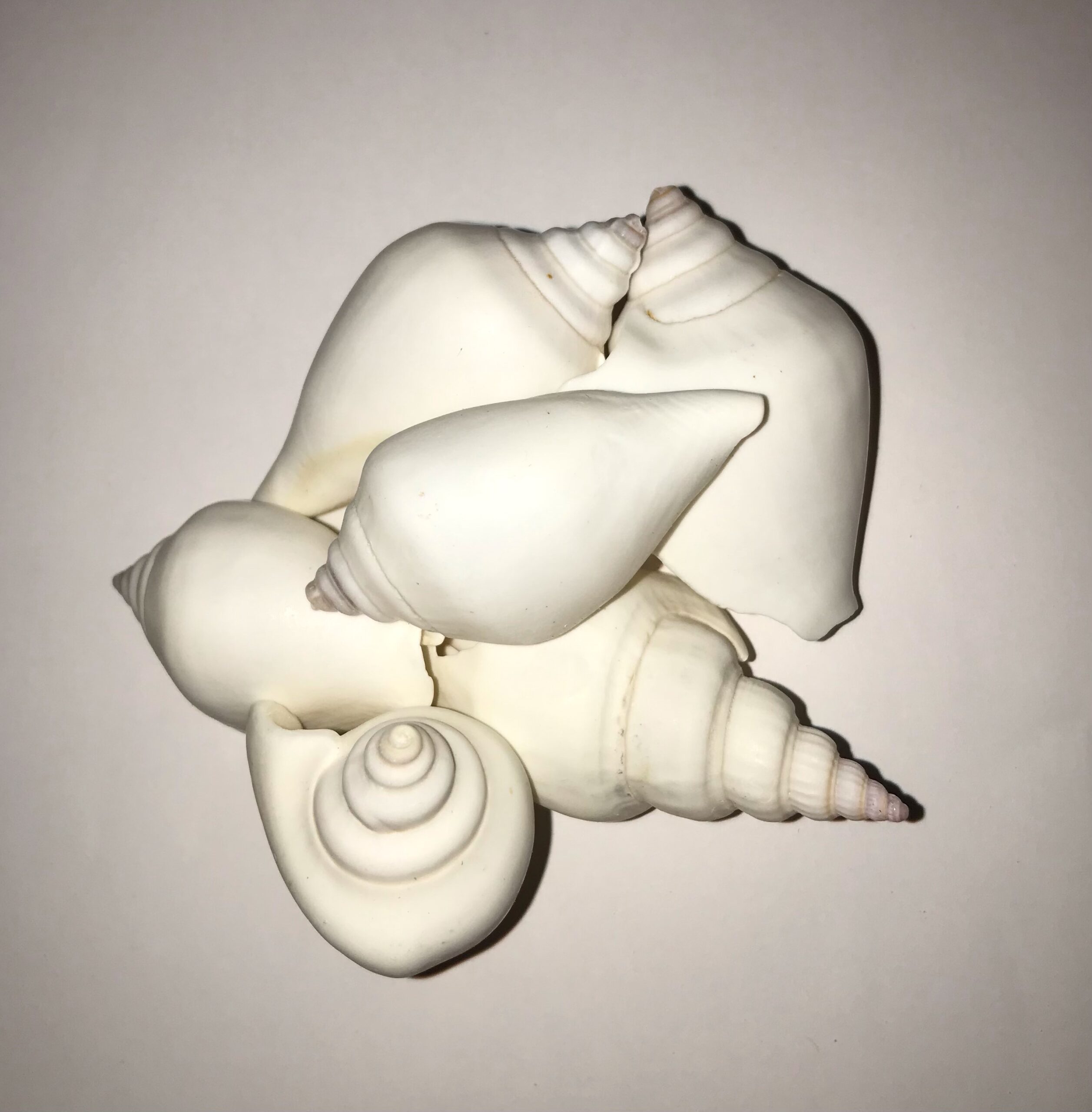 The Dida Canarium White conchiglia naturale 5-6 cm