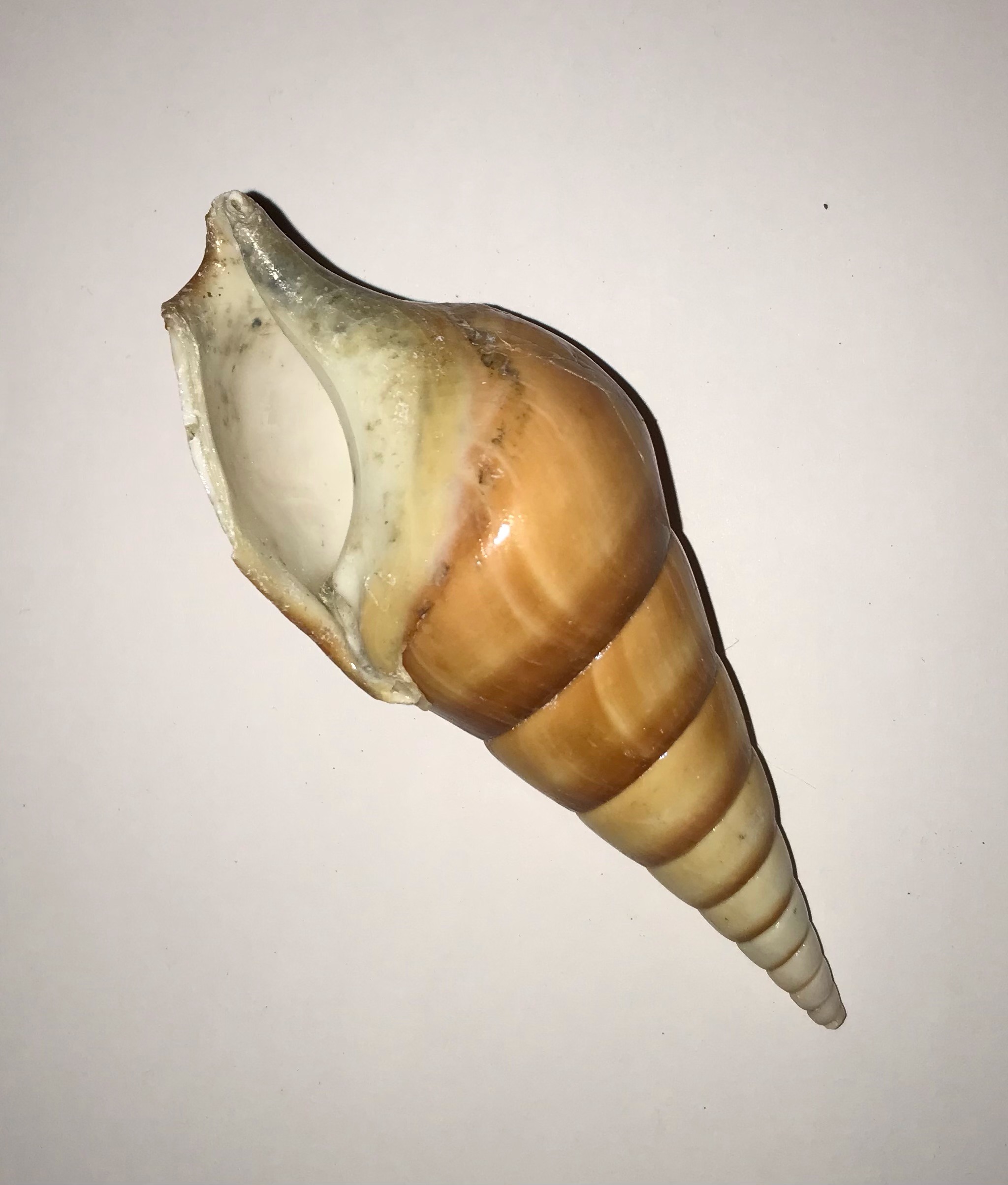 Conchiglia naturale rossa Eluthani tesoro 5-11 cm