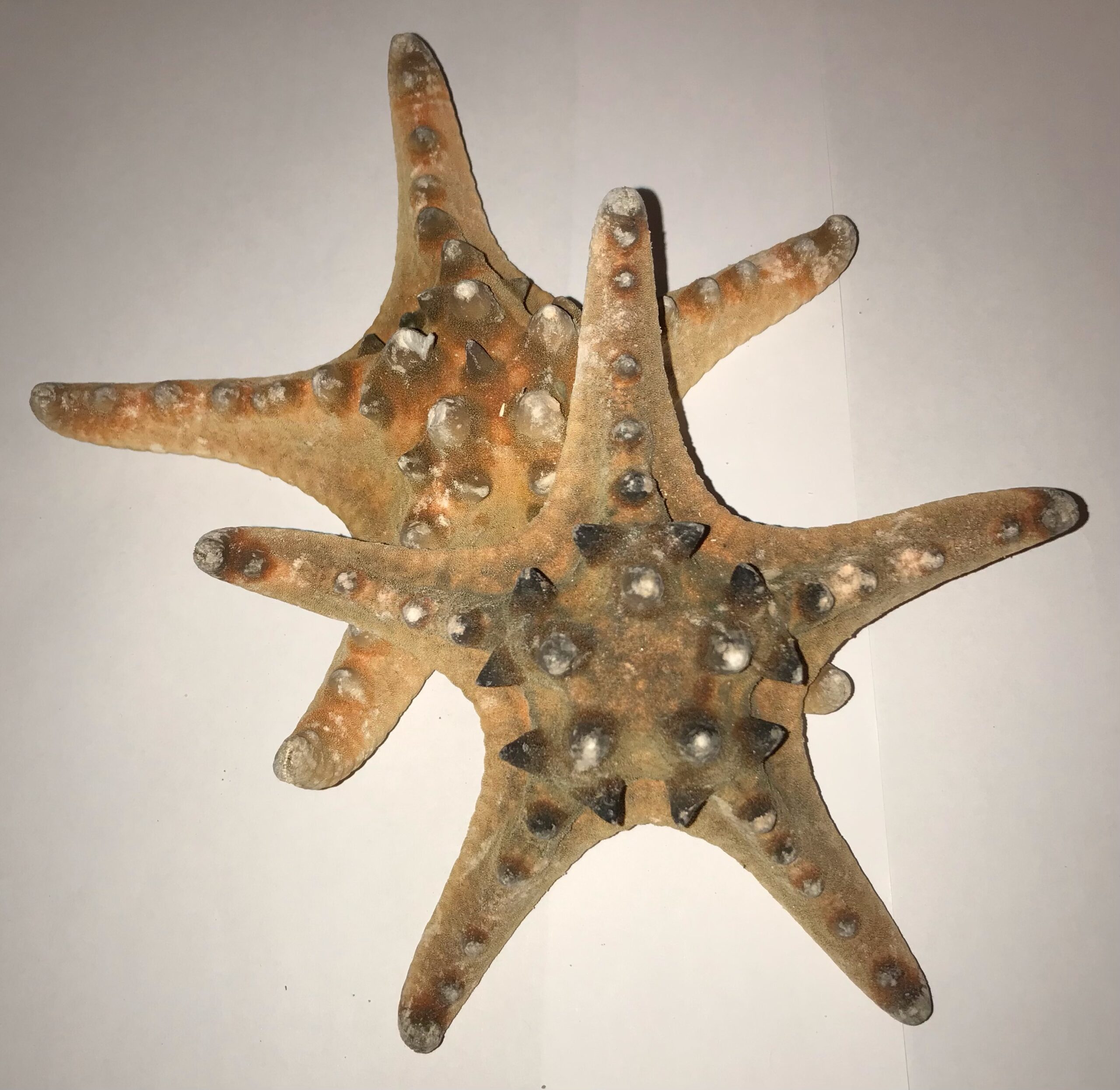 The Dida stella marina naturale grande 15-18 cm tesori