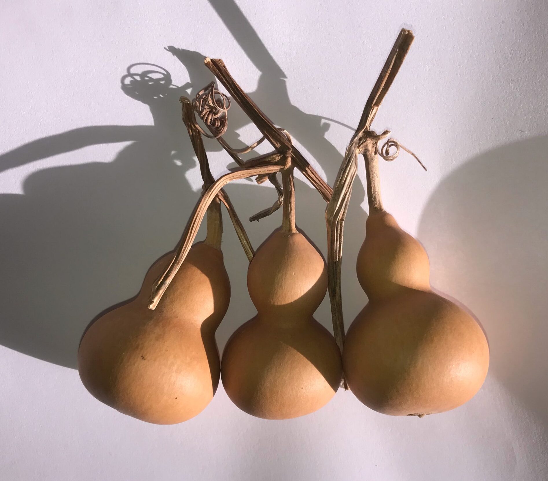 The Dida Mini Zucca Tesoro Naturale 5-7 cm