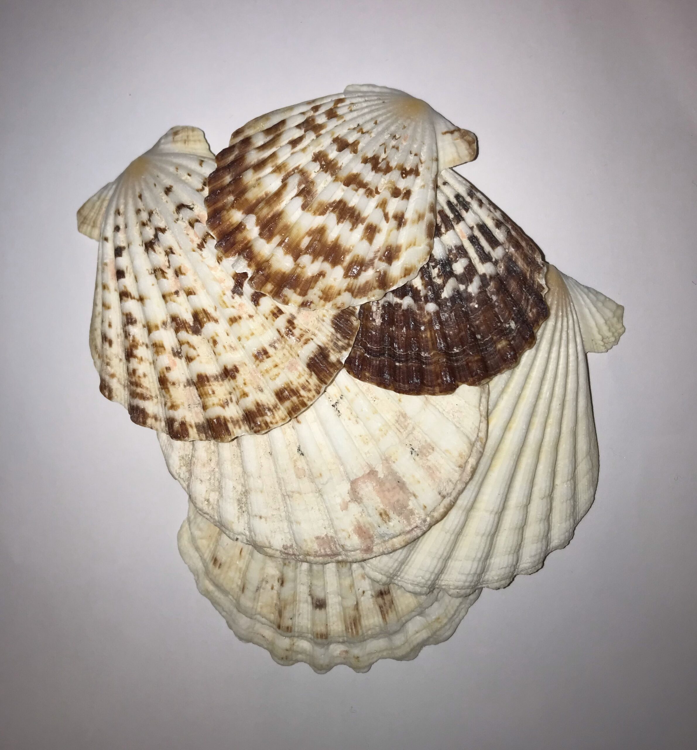 The Dida Conchiglia Capasanta Naturale 5-7 cm