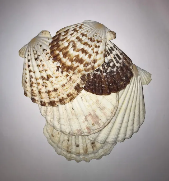 The Dida Conchiglia Capasanta Naturale 5-7 cm
