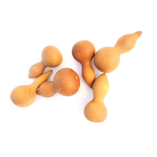 The Dida Mini Zucca Tesoro Naturale 5-7 cm