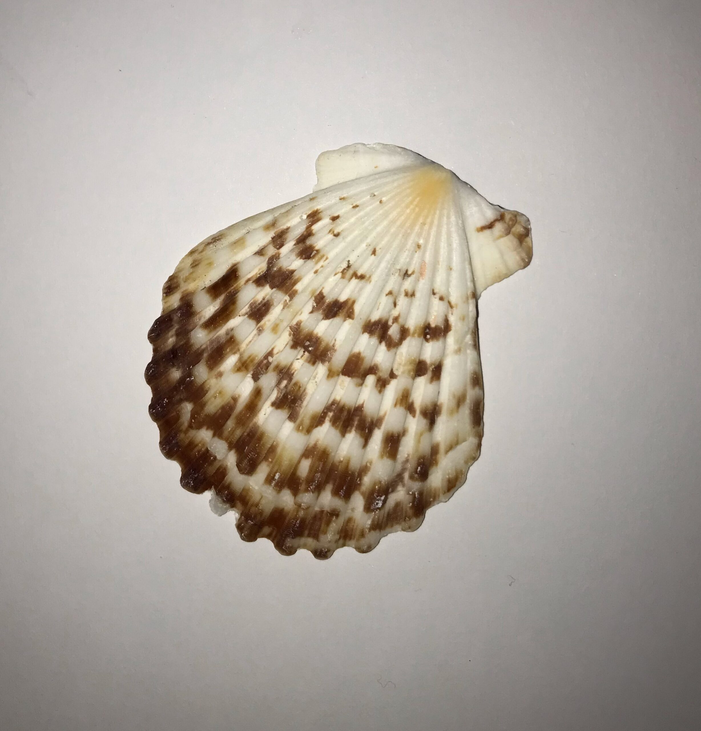 The Dida Conchiglia Capasanta Naturale 5-7 cm