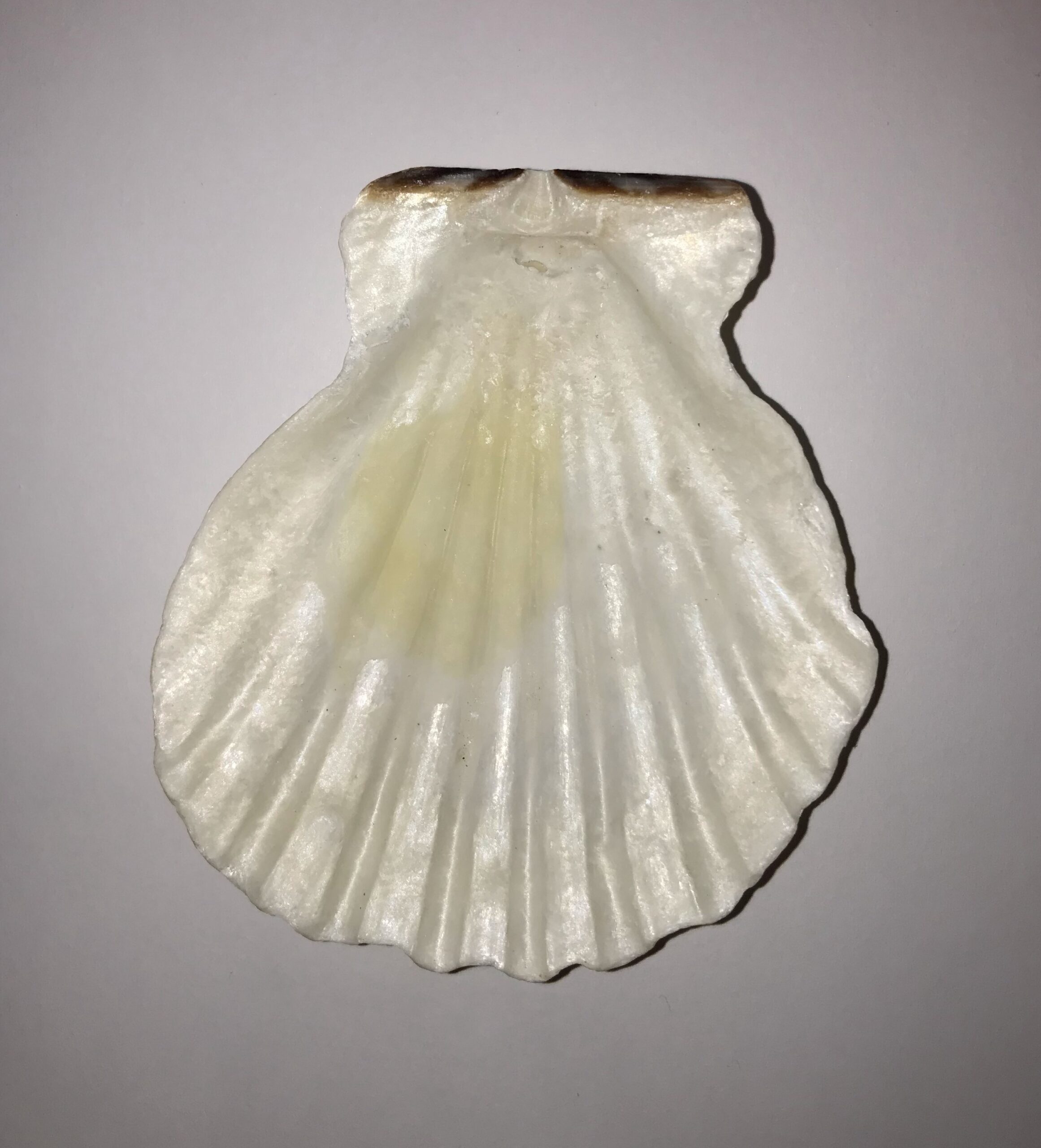The Dida Conchiglia Capasanta Naturale 5-7 cm