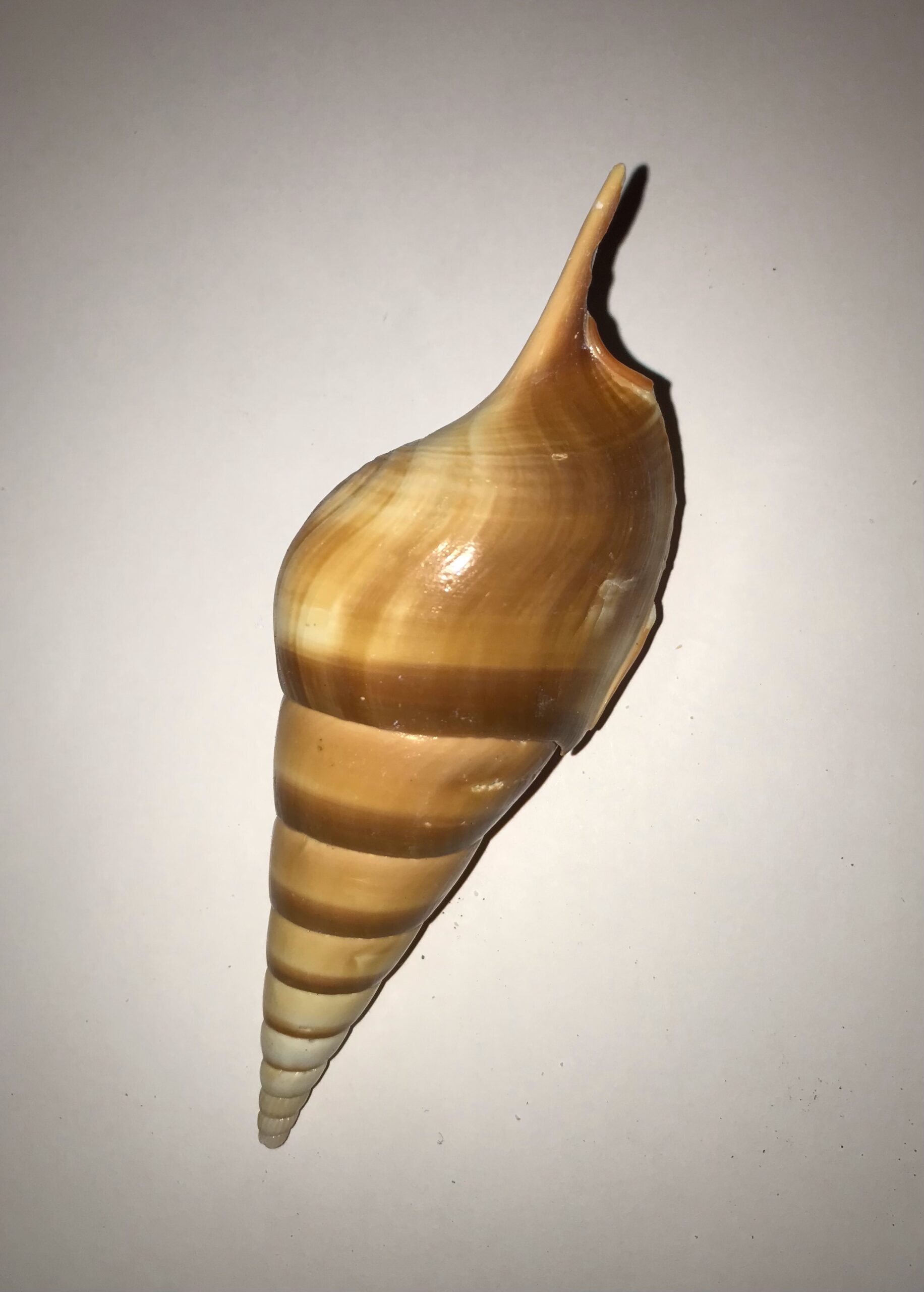 Conchiglia naturale rossa Eluthani tesoro 5-11 cm