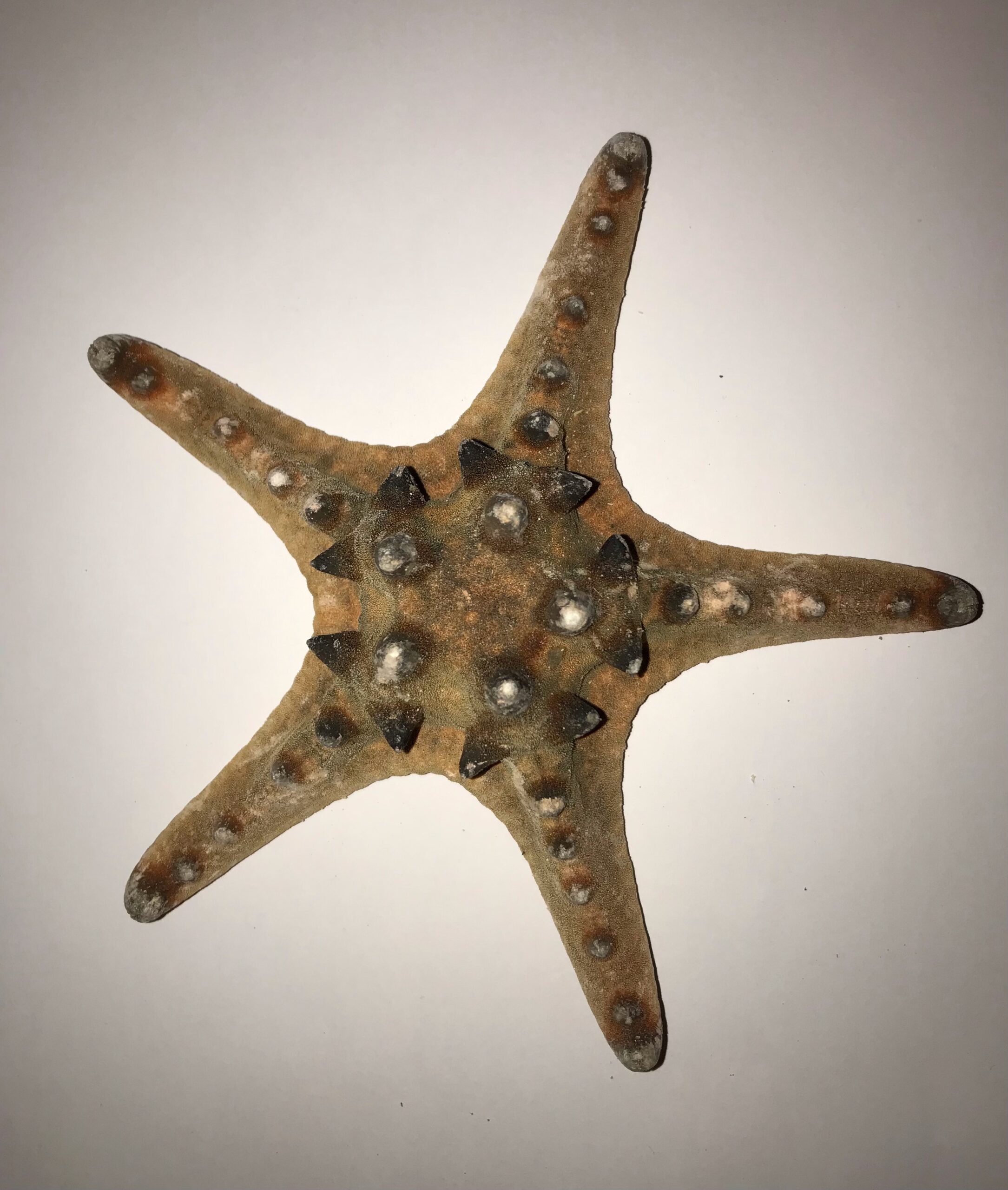 The Dida stella marina naturale grande 15-18 cm tesori