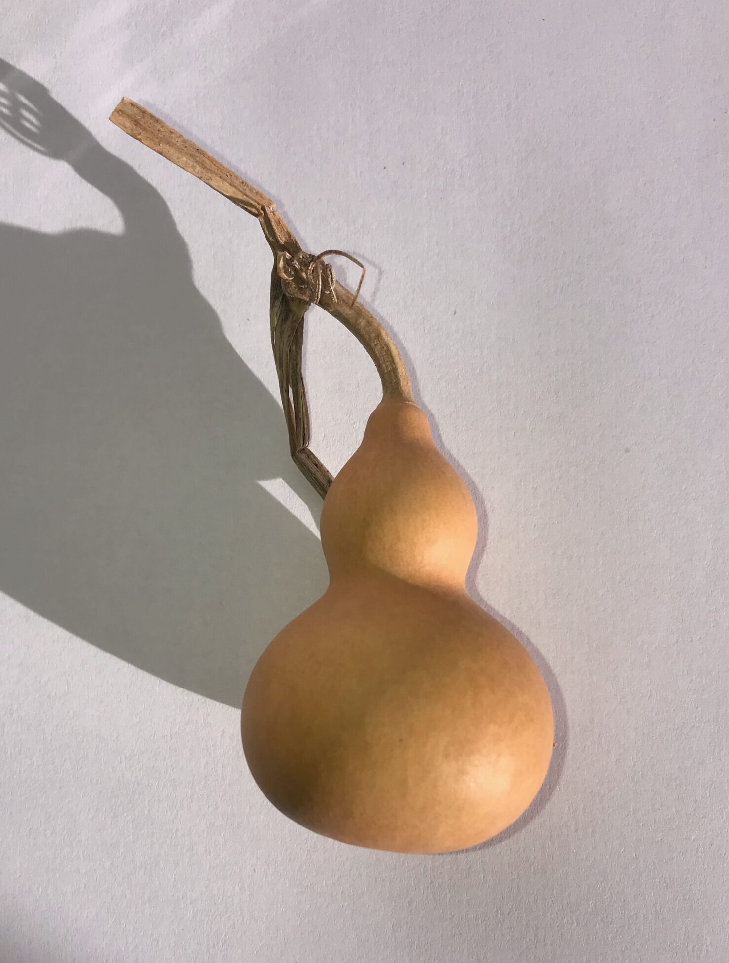 The Dida Mini Zucca Tesoro Naturale 5-7 cm