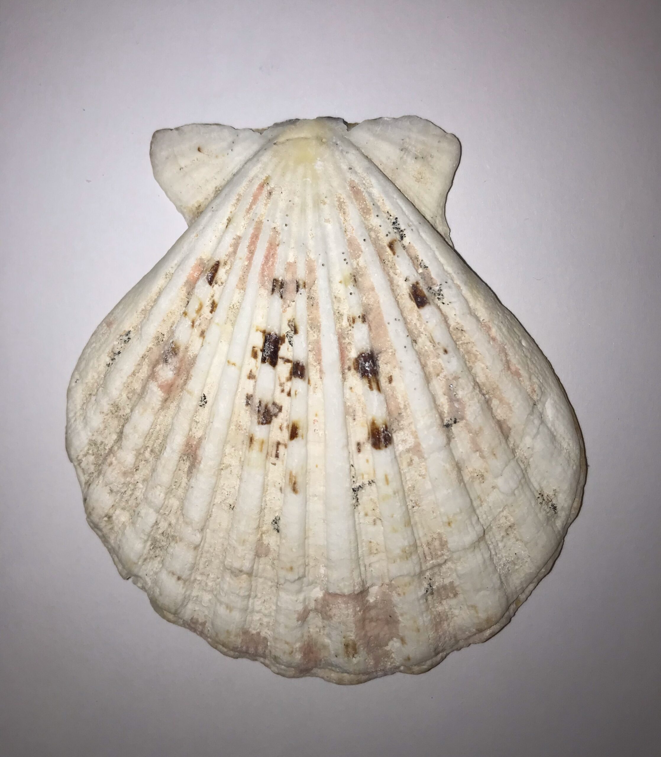 The Dida Conchiglia Capasanta Naturale 5-7 cm