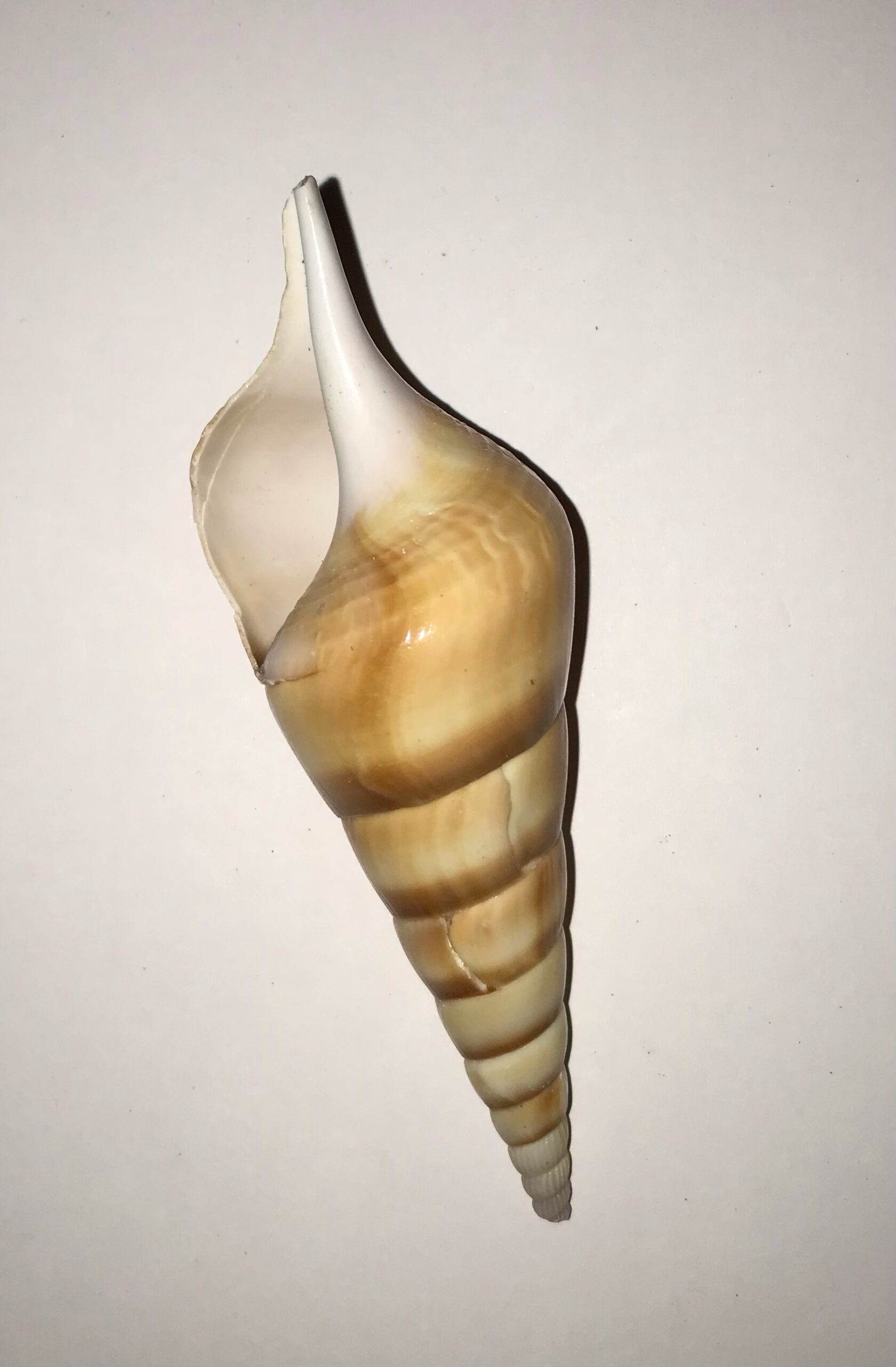 Conchiglia naturale rossa Eluthani tesoro 5-11 cm