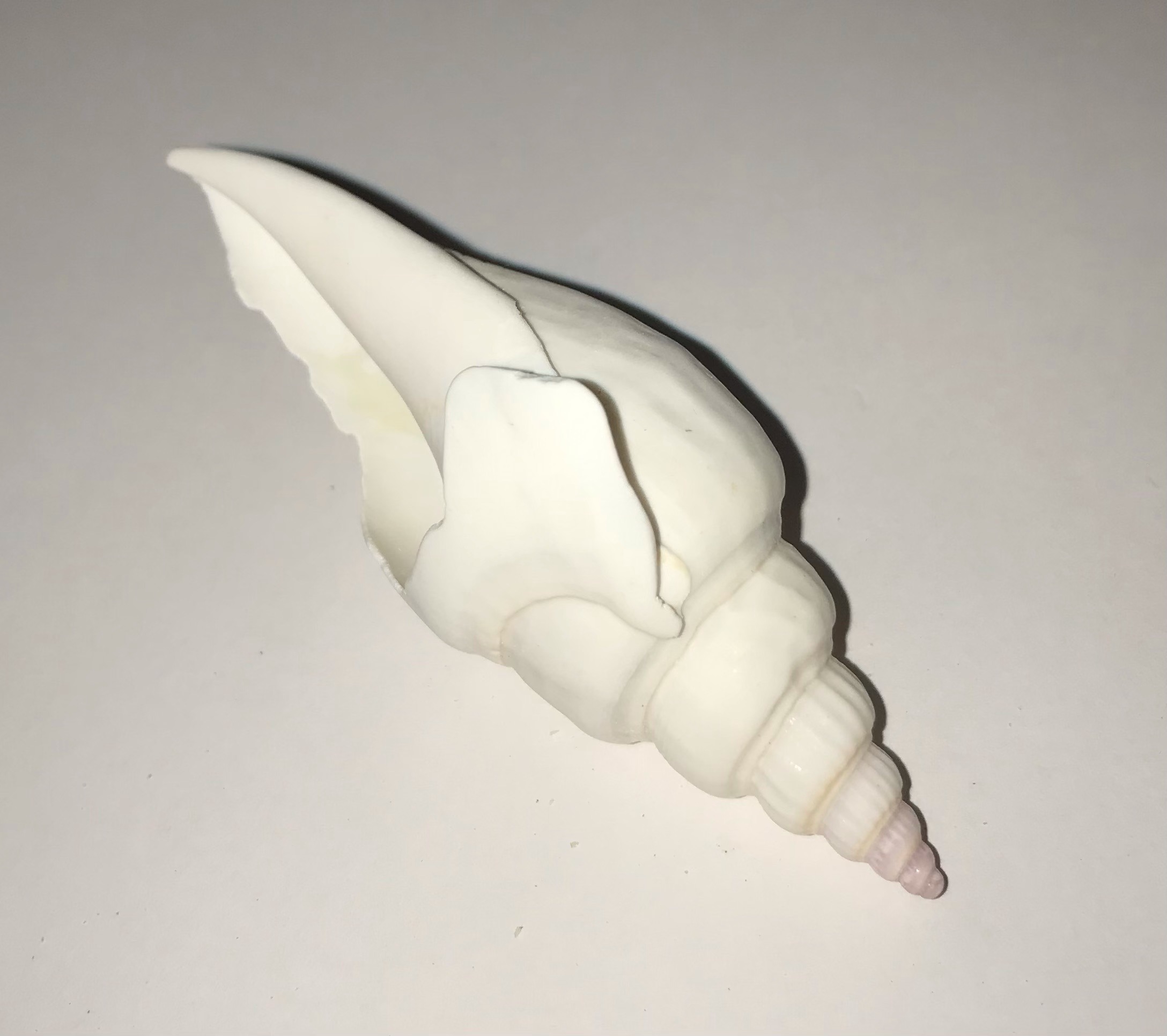 The Dida Canarium White conchiglia naturale 5-6 cm
