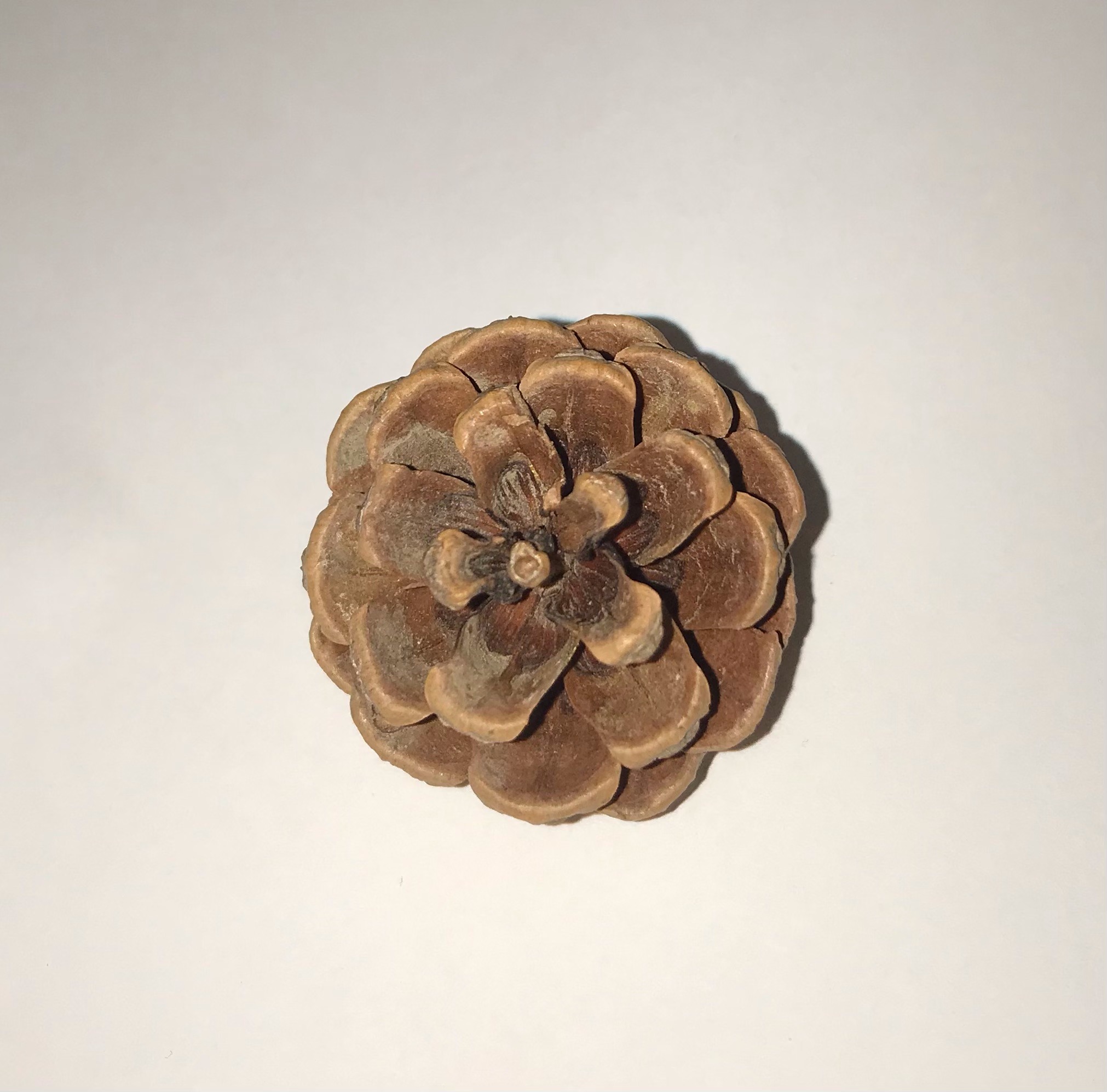 The Dida Pigna Aperta Piccola Gioco Euristico 3 cm