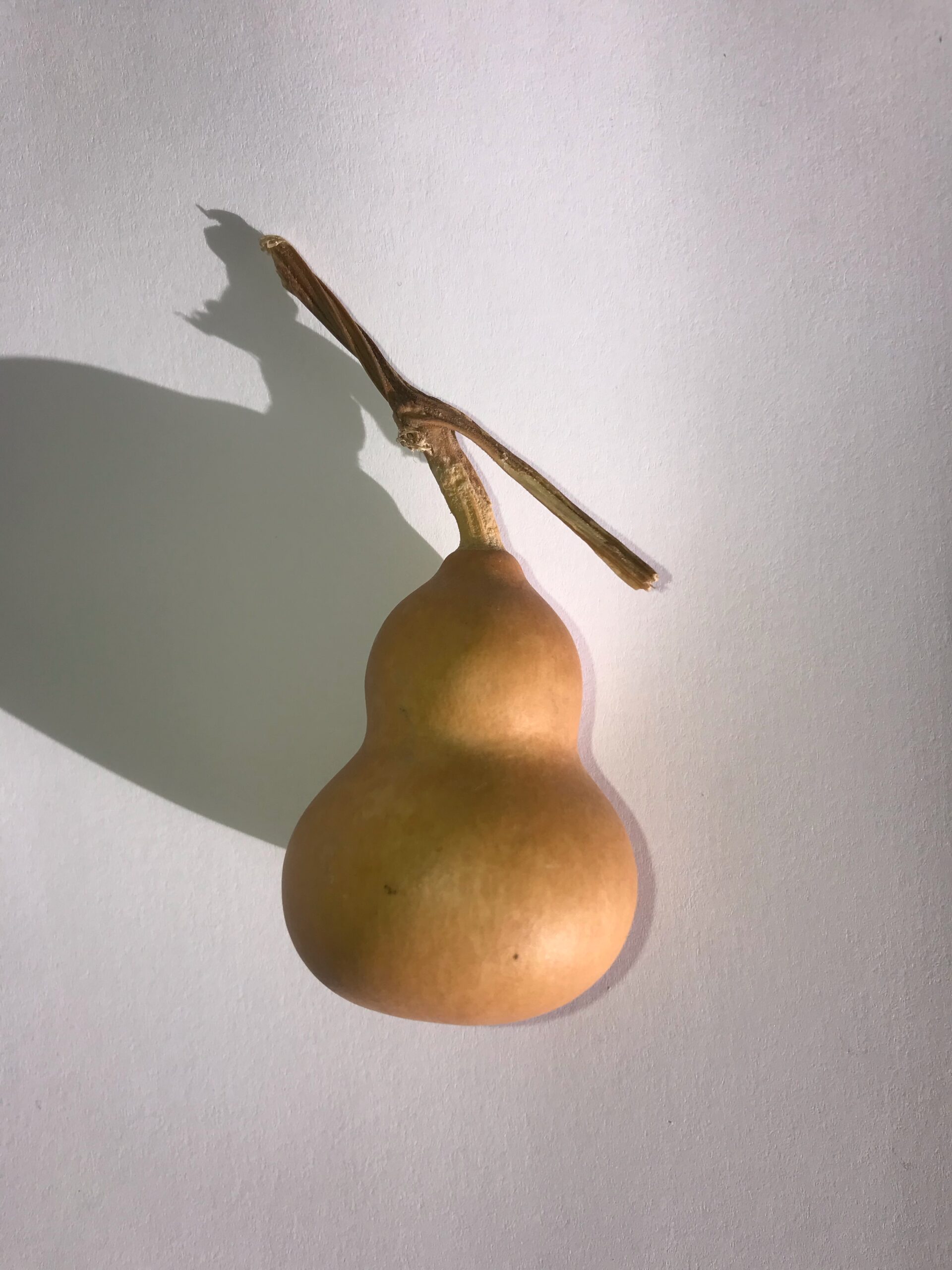 The Dida Mini Zucca Tesoro Naturale 5-7 cm
